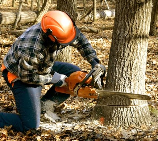 Tree Removal in Epsom, NH